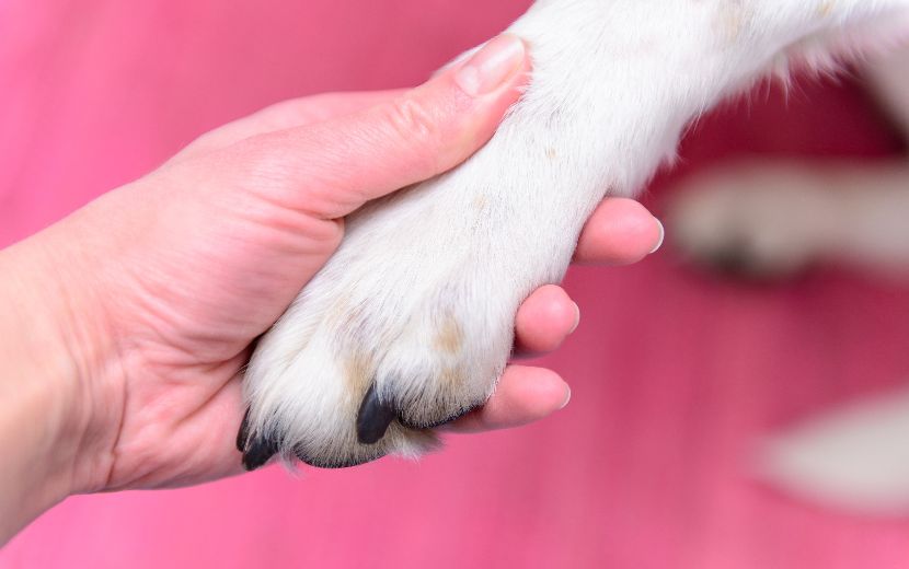 Corta unhas para cães Corta unhas para cães